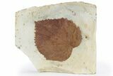 Fossil Leaf (Davidia) - Montana #226164-1